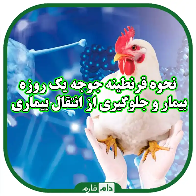 نحوه_قرنطینه_جوجه_یک_روزه_بیمار_و_جلوگیری_از_انتقال_بیماری