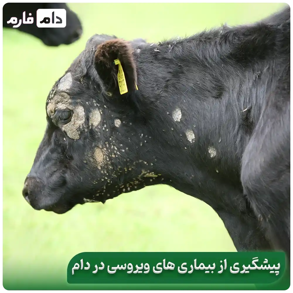 The-latest-viral-livestock-diseases