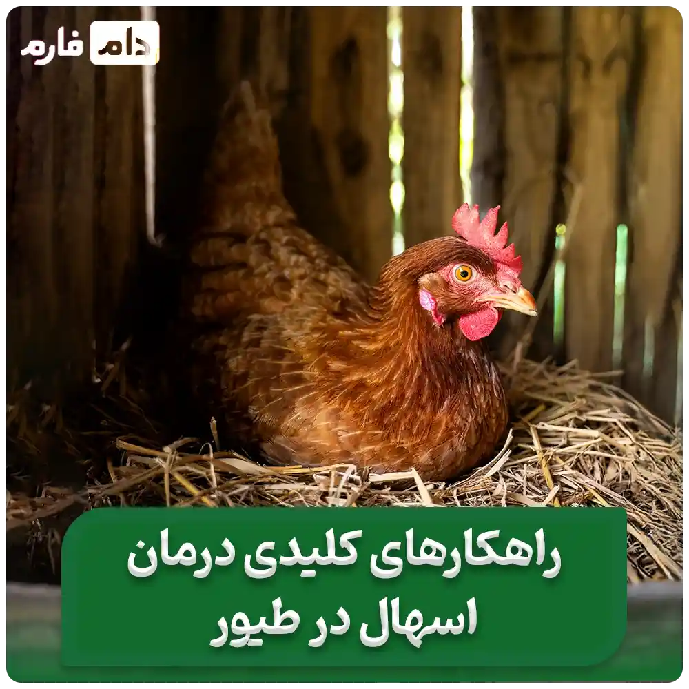 اسهال_مرغ_:_علت‌ها،_علائم_و_راهکارهای_درمانی_اسهال_مرغ
