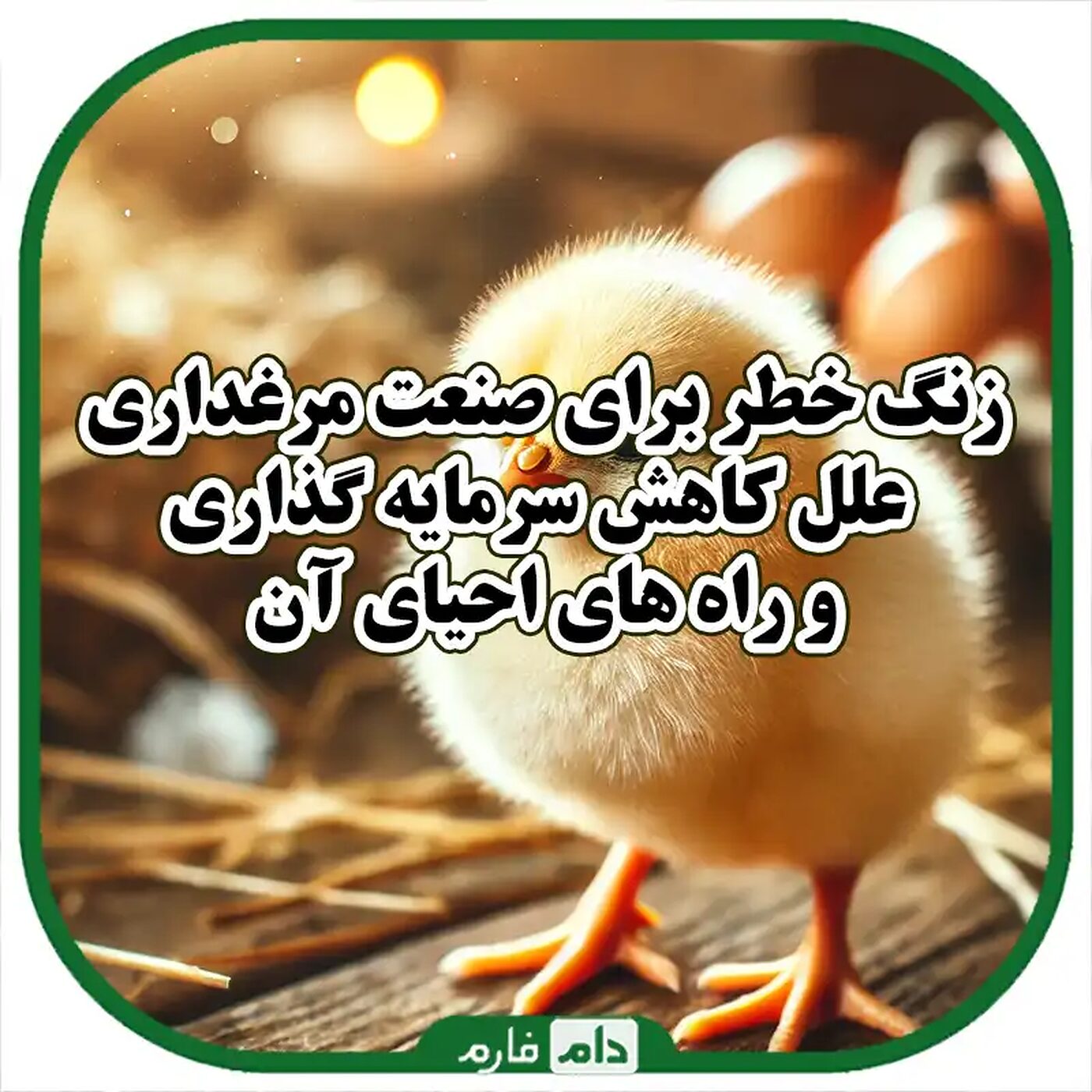 زنگ_خطر_کاهش_سرمایه‌گذاری_در_صنعت_مرغداری_و_راهکارهای_مقابله_با_بحران