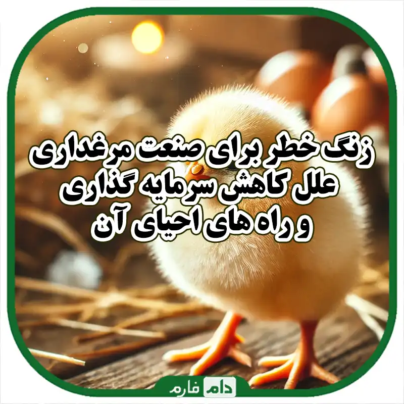 زنگ_خطر_کاهش_سرمایه‌گذاری_در_صنعت_مرغداری_و_راهکارهای_مقابله_با_بحران