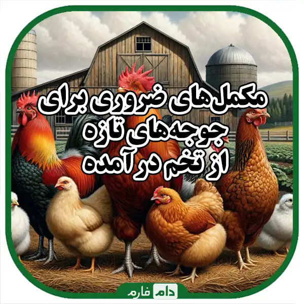 Food-supplements-for-chickens,-faster-growth-of-chickens