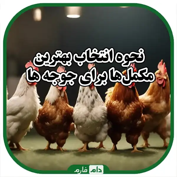 Food-supplements-for-chickens,-faster-growth-of-chickens