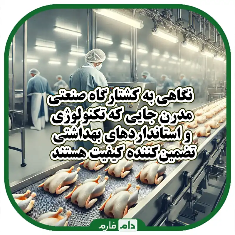 مراحل_کشتار_مرغ_در_کشتارگاه_صنعتی