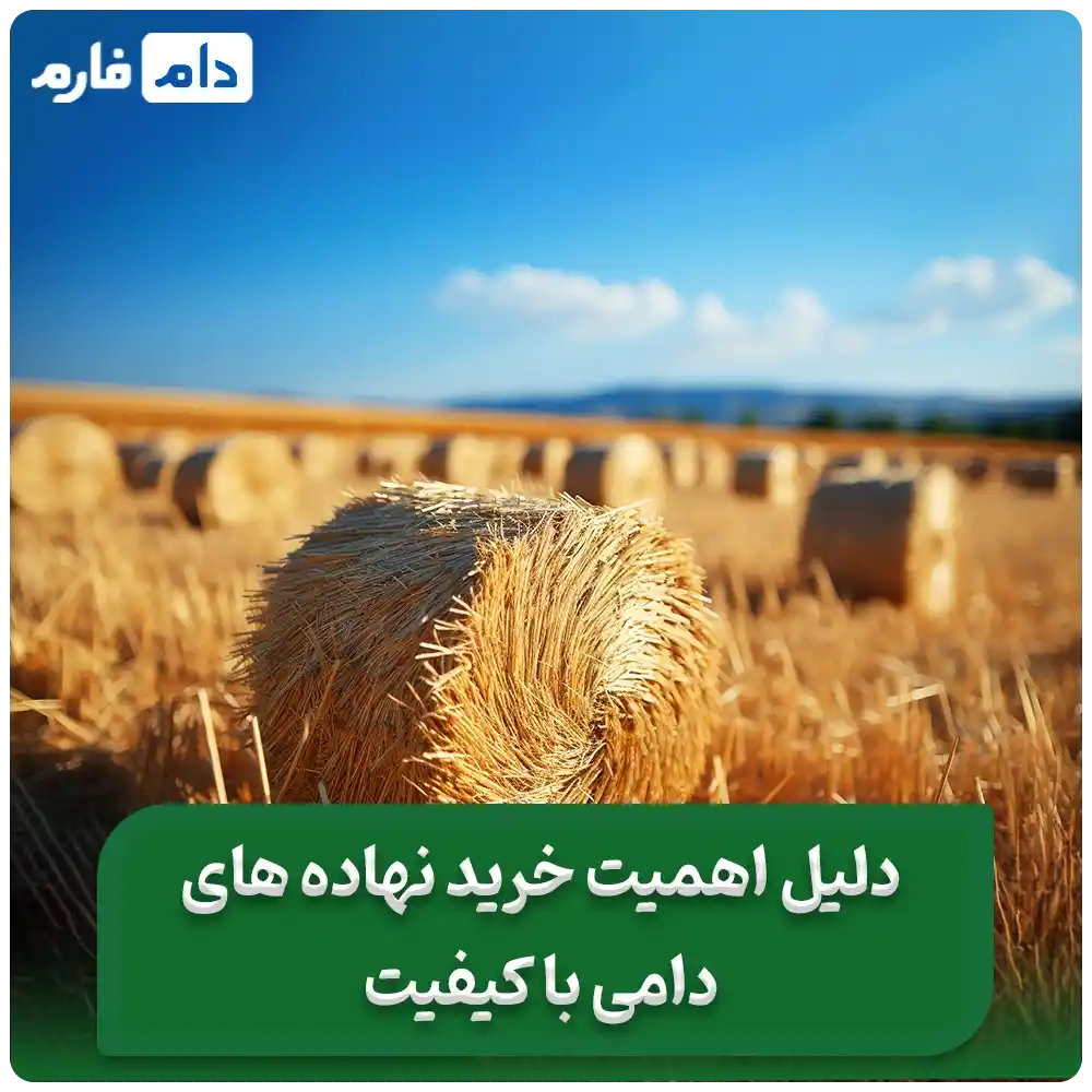__نهاده‌_های_دامی_:_انتخاب_درست_خوراک_برای_افزایش_بهره‌_وری_دام‌_ها