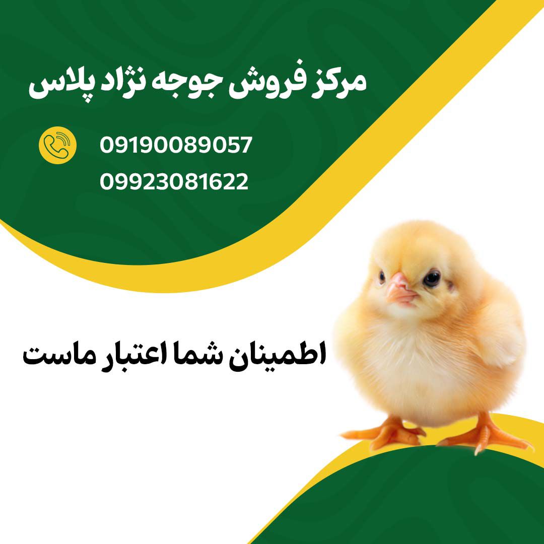 مرکز_فروش_جوجه_یک_روزه_نژاد_پلاس_۰۹۱۹۰۰۸۹۰۵۷