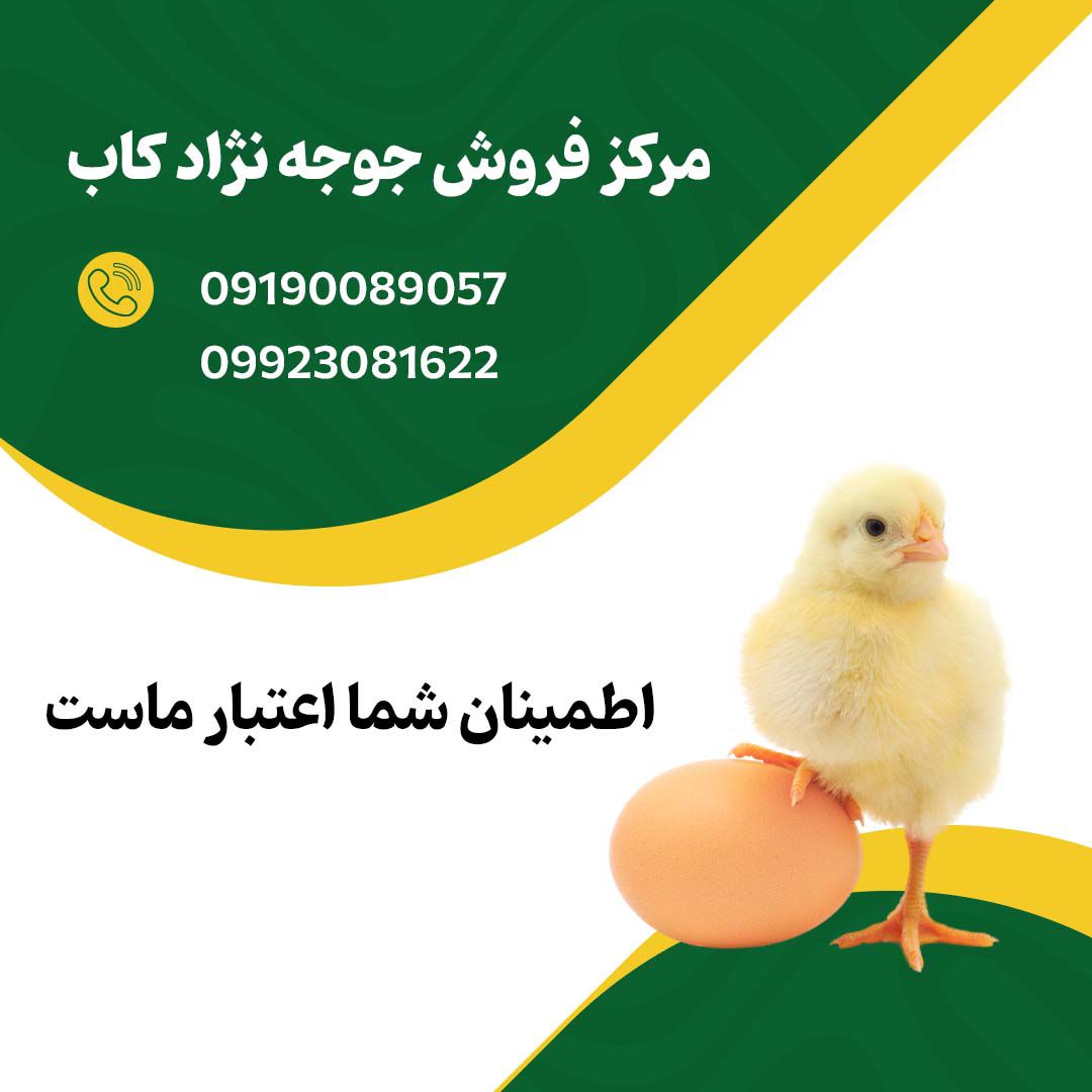 مرکز_فروش_جوجه_یک_روزه_نژاد_کاب_۰۹۱۹۰۰۸۹۰۵۷