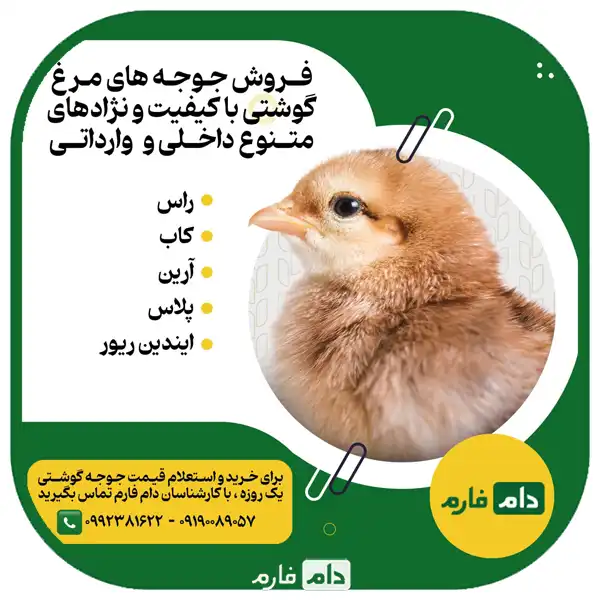 The-best-method-of-poultry-vaccination