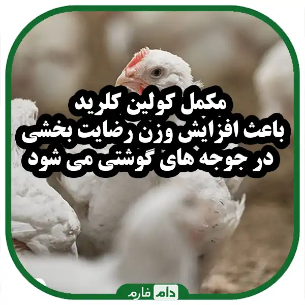 Choline-chloride-and-its-effect-on-the-growth-of-broiler-chickens