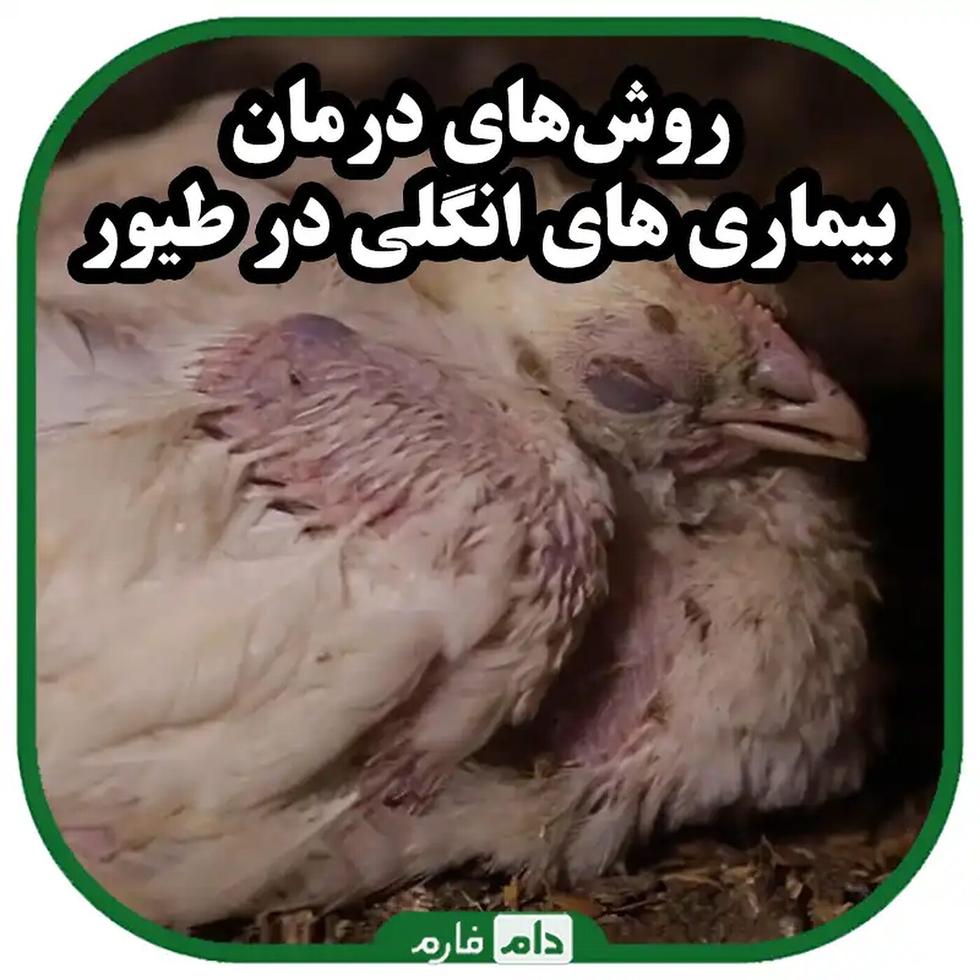 بیماری‌های_انگلی_طیور_در_مرغداری