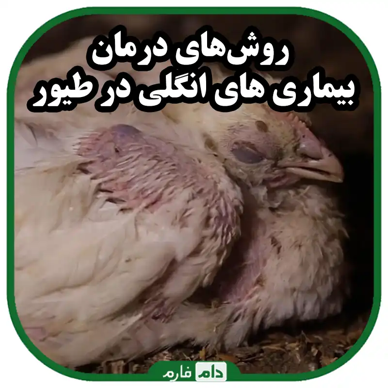 بیماری‌های_انگلی_طیور_در_مرغداری