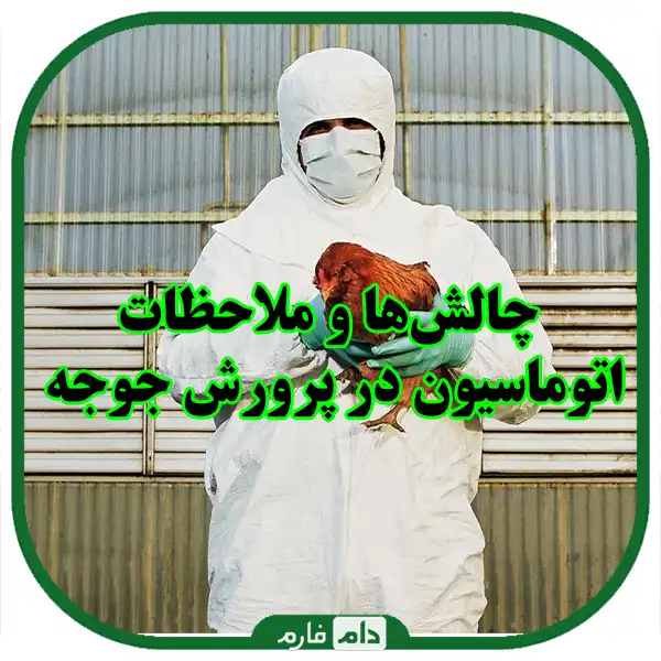 The-automation-revolution-in-the-chicken-breeding-industry