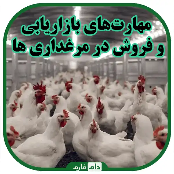 Key-skills-for-success-in-raising-dayold-chicks