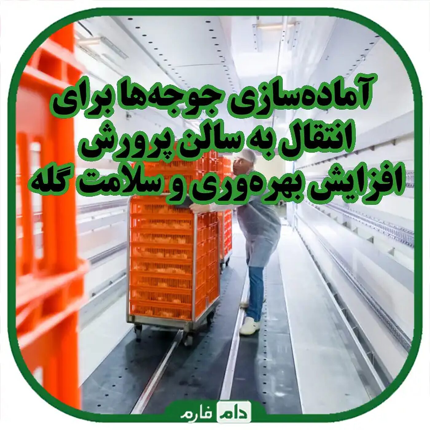 آماده_سازی_جوجه_ها_برای_انتقال_به_سالن_پرورش