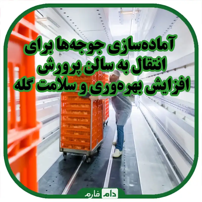 آماده_سازی_جوجه_ها_برای_انتقال_به_سالن_پرورش
