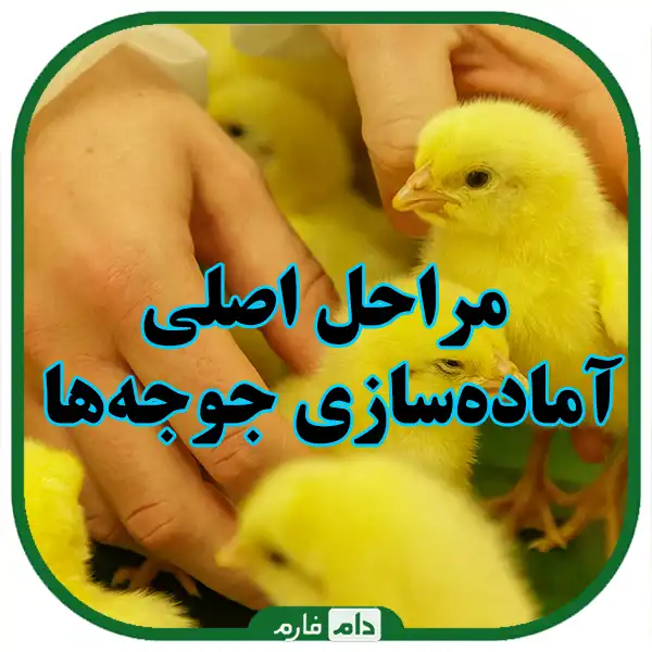 Preparing-chickens-for-transfer-to-the-breeding-hall