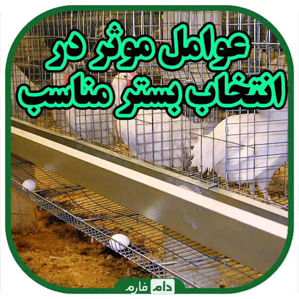 Types-of-beds-in-raising-chickens,-advantages-and-disadvantages-of-each-and-choosing-the-best-option