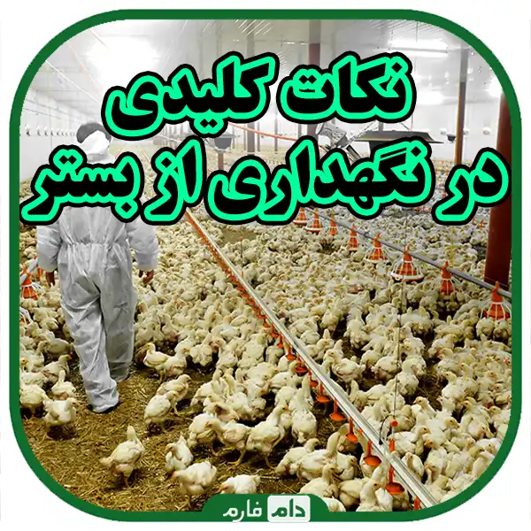 Types-of-beds-in-raising-chickens,-advantages-and-disadvantages-of-each-and-choosing-the-best-option