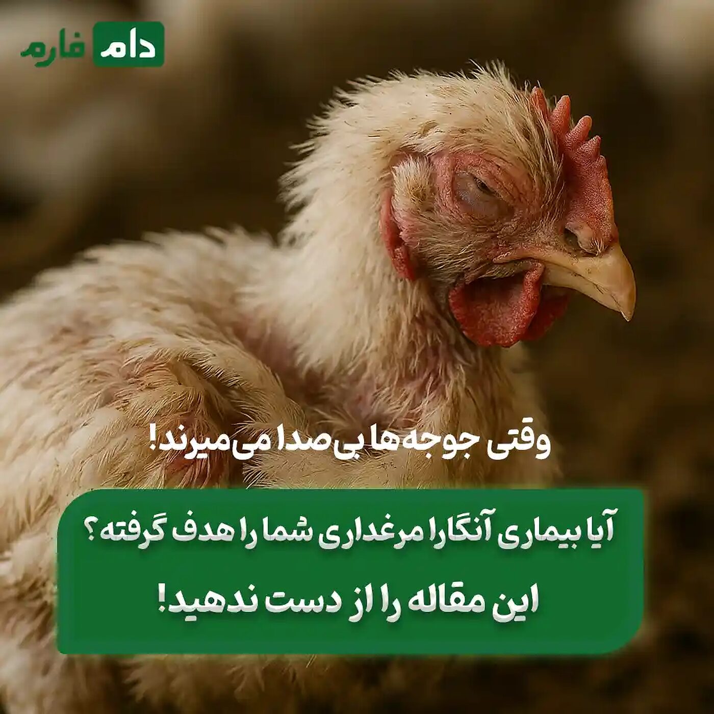 با_این_۴_روش_جلوی_تلفات_سنگین_بیماری_آنگارا_در_مرغداری_را_بگیر