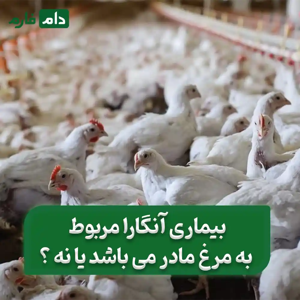 The-best-method-of-treatment-and-prevention-of-Angara-for-broilers