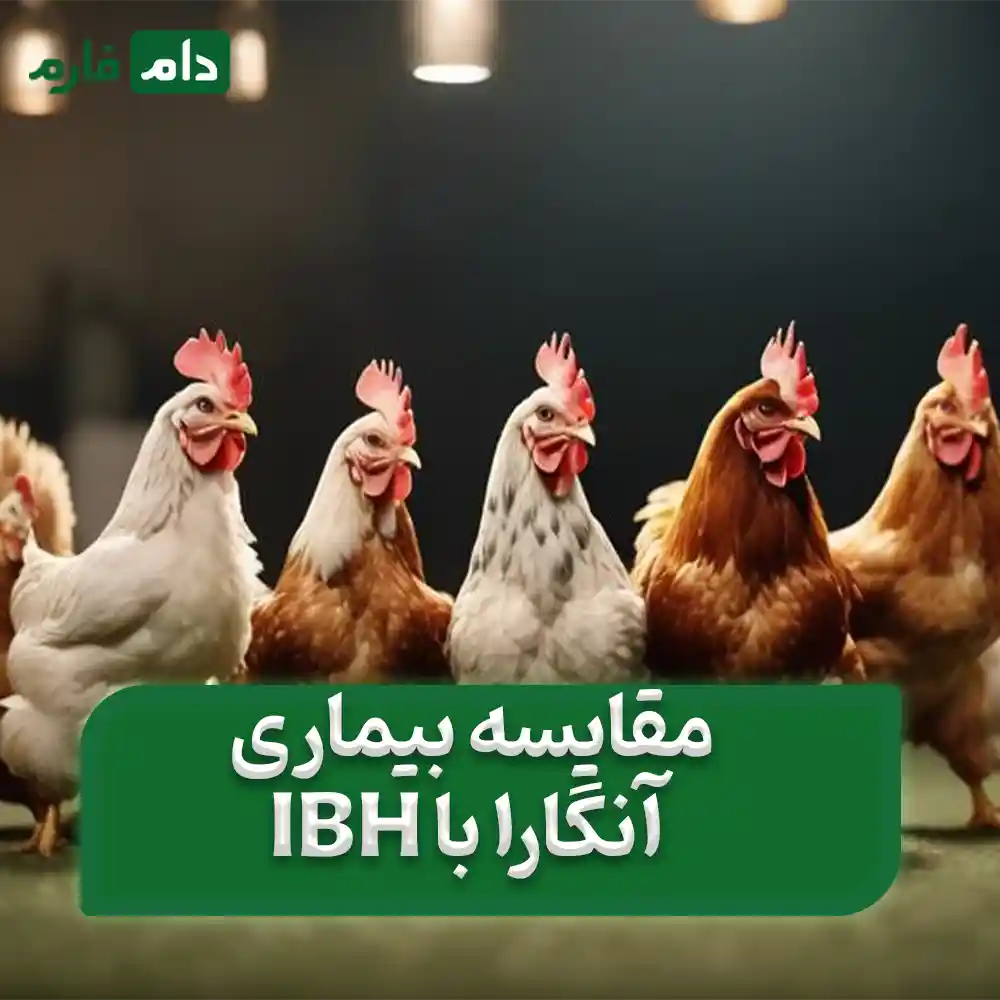 The-best-method-of-treatment-and-prevention-of-Angara-for-broilers