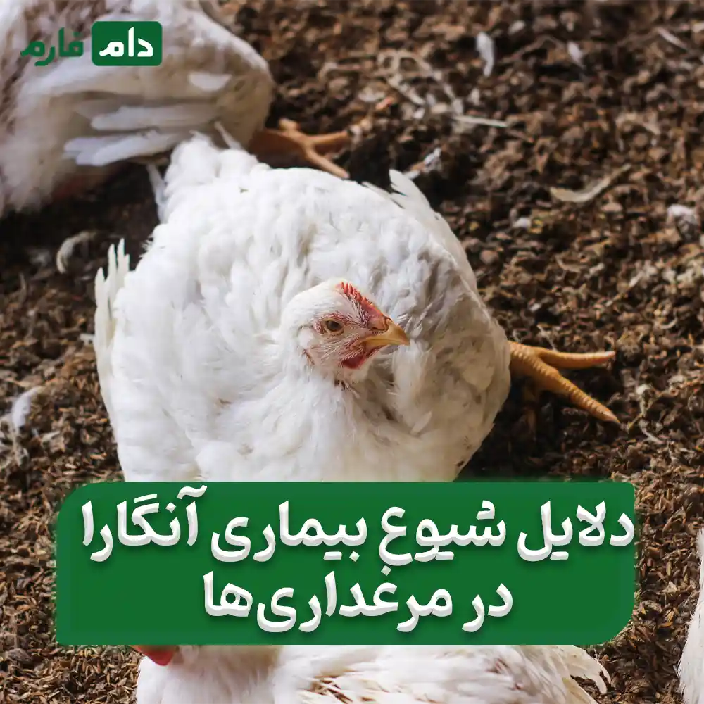 The-best-method-of-treatment-and-prevention-of-Angara-for-broilers