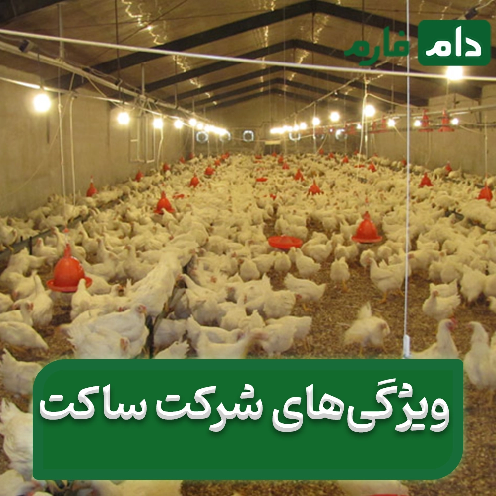 Selling-one-day-old-chicks-from-Saket-Company-