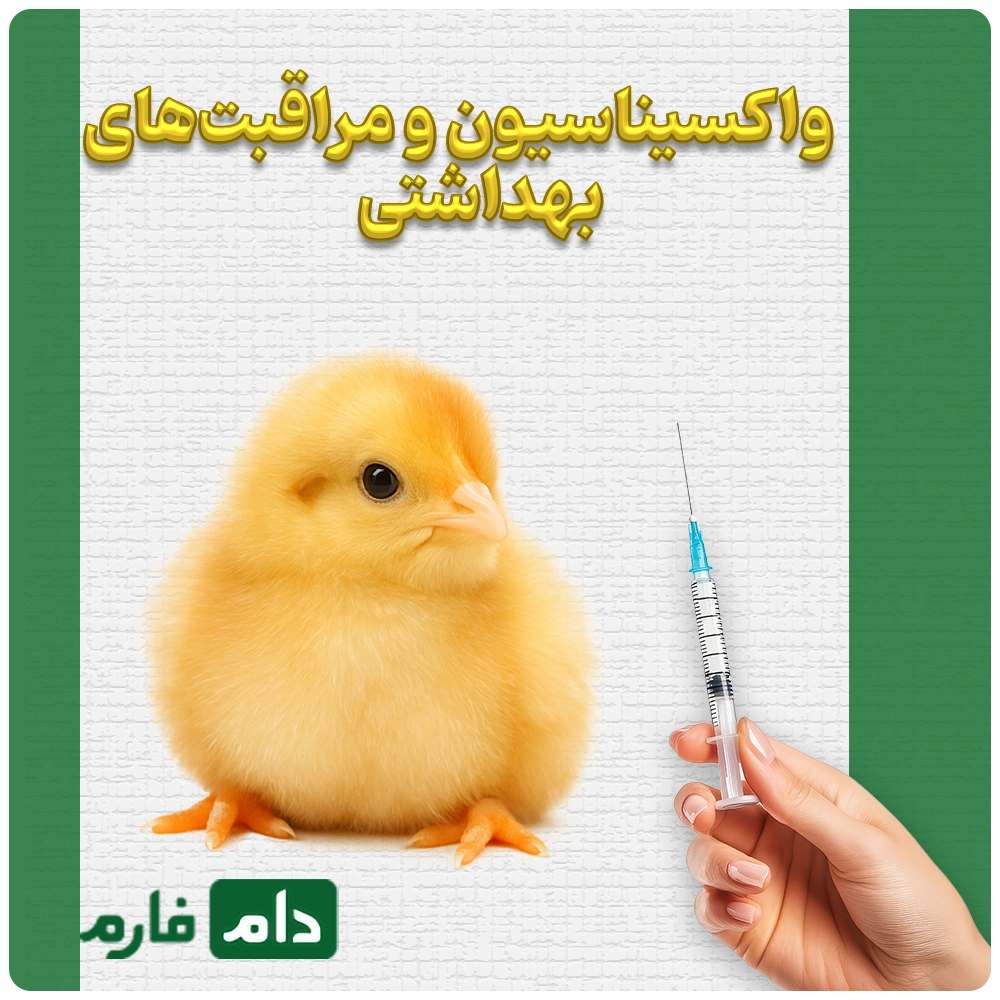 Selling-one-day-old-chicks-from-Saket-Company-