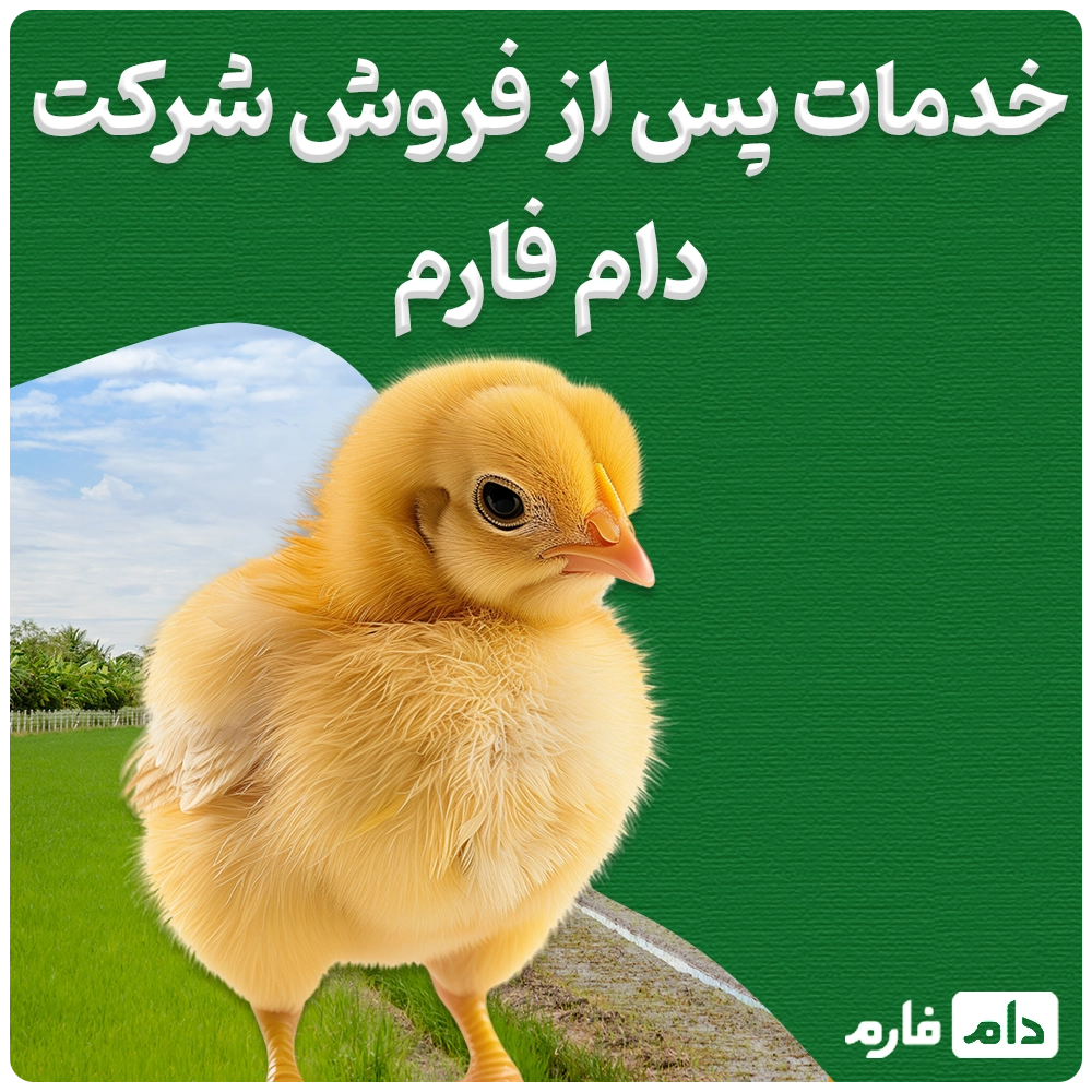 Selling-one-day-old-chicks-from-Saket-Company-