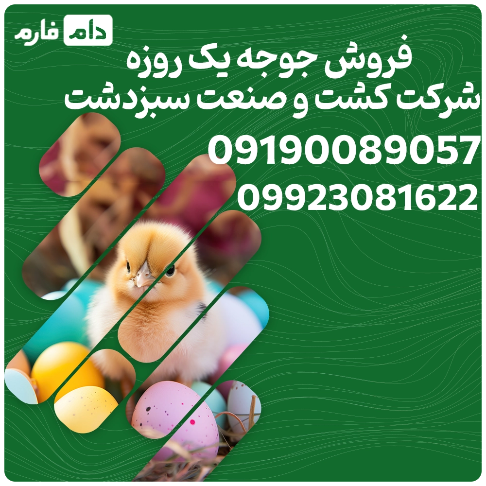 فروش_جوجه_یک_روزه_شرکت_کشت_و_صنعت_سبزدشت09190089057