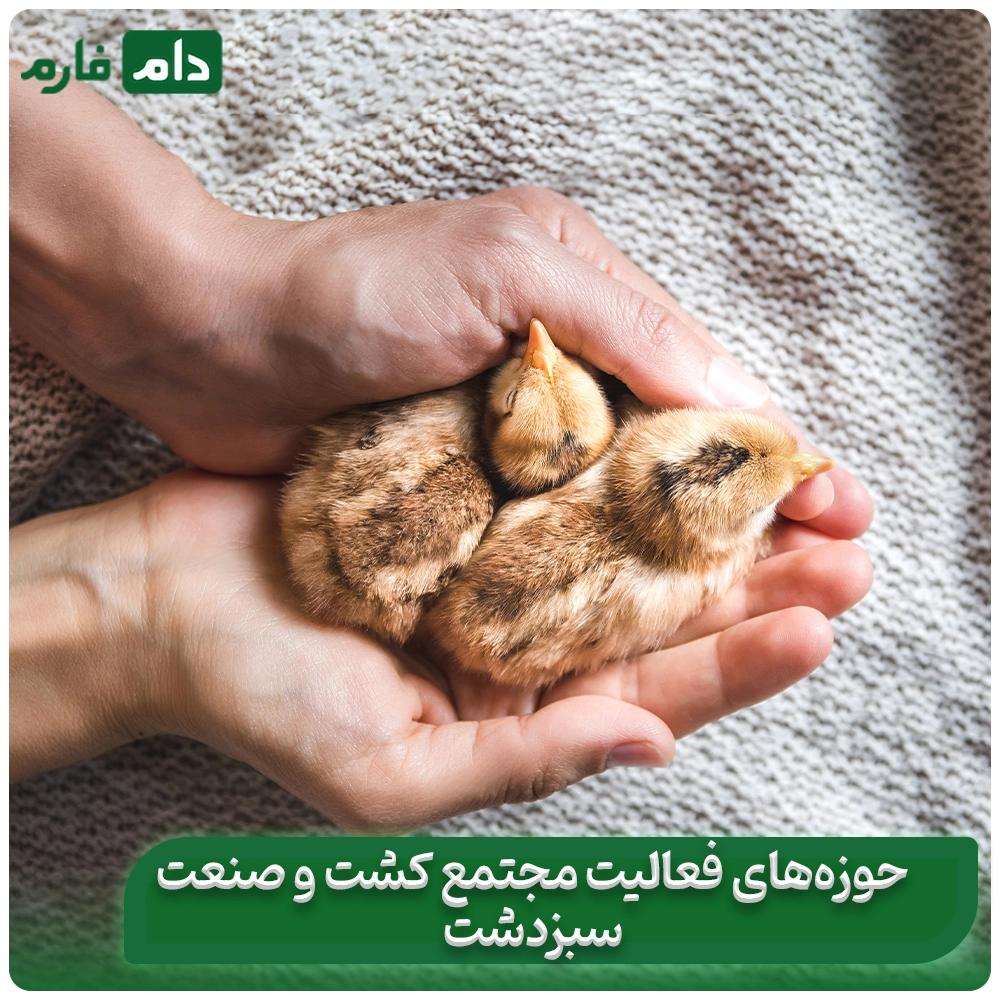 Selling-one-day-old-chicks-from-Sabzdasht-Agriculture-and-Industry-Company