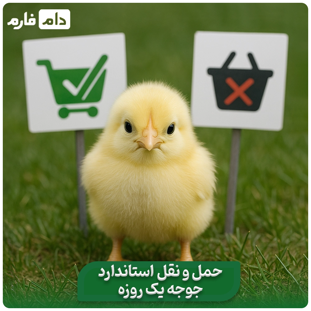 Selling-one-day-old-chicks-from-Sabzdasht-Agriculture-and-Industry-Company