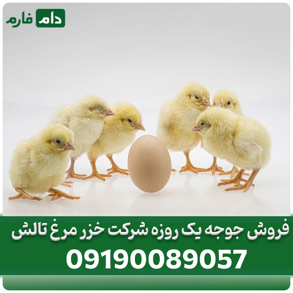 فروش_جوجه_یک_روزه_شرکت_خزر_مرغ_تالش09190089057