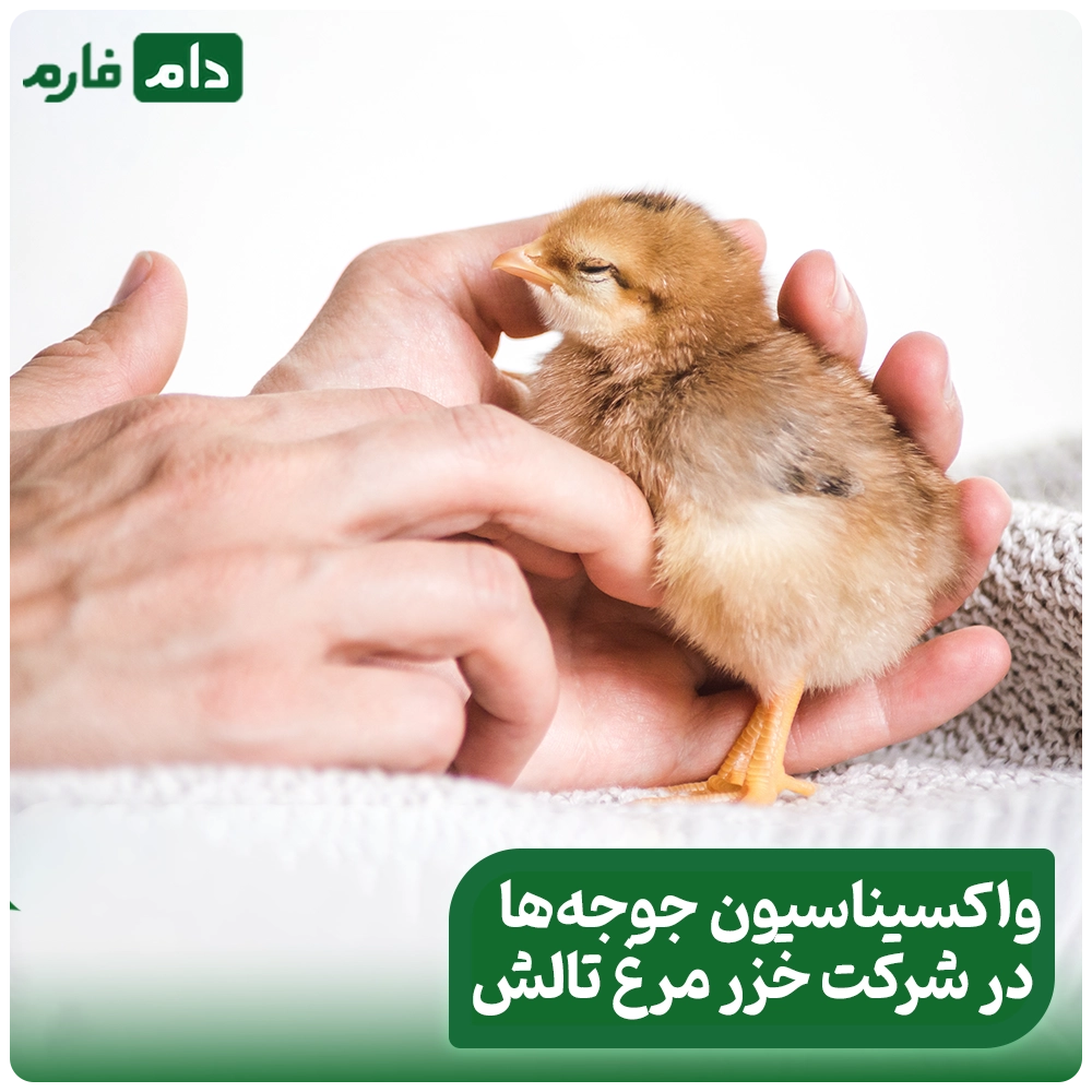 Selling-one-day-old-chicks-from-Khazar-Morgh-Talesh-Company