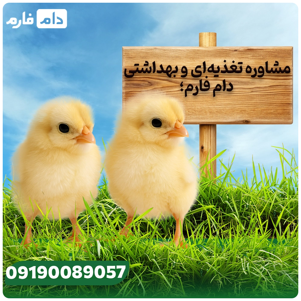 Selling-one-day-old-chicks-from-Khazar-Morgh-Talesh-Company