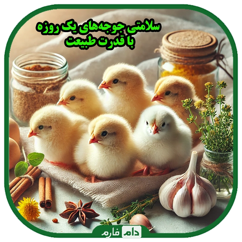 استفاده_از_داروهای_طبیعی_در_پیشگیری_از_بیماری‌ها_در_جوجه‌های_یک_روزه