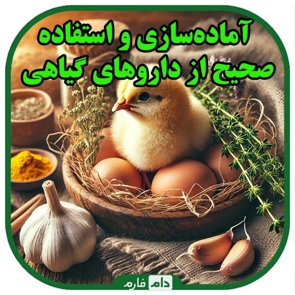 The-use-of-natural-medicines-in-the-prevention-of-diseases-in-day-old-chickens