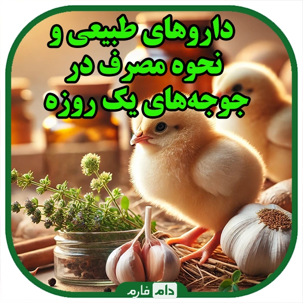 The-use-of-natural-medicines-in-the-prevention-of-diseases-in-day-old-chickens