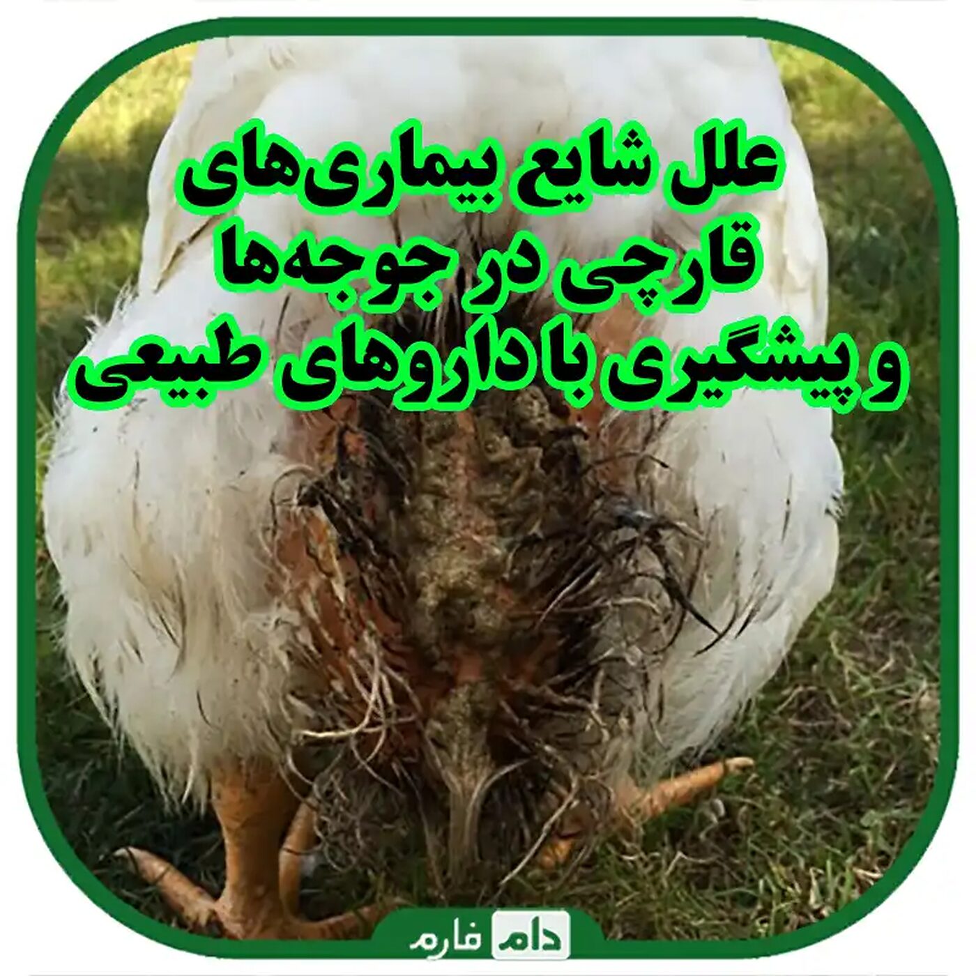 علل_شایع_بیماری‌های_قارچی_در_جوجه‌ها_و_پیشگیری_با_داروهای_طبیعی