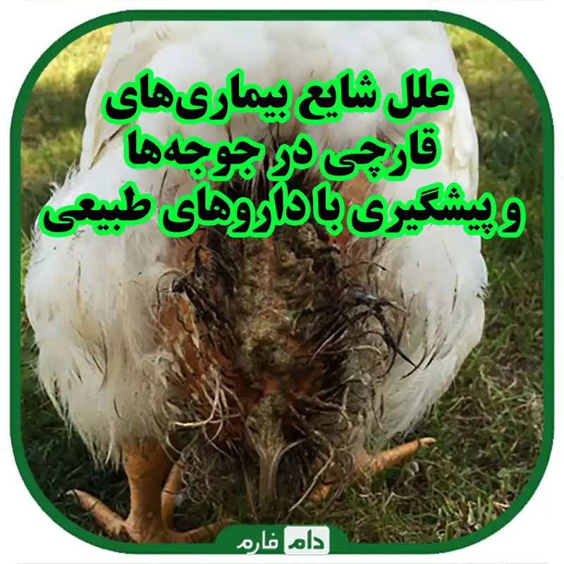 علل_شایع_بیماری‌های_قارچی_در_جوجه‌ها_و_پیشگیری_با_داروهای_طبیعی