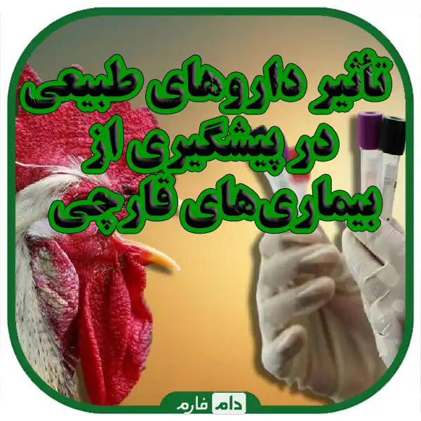 Common-causes-of-fungal-diseases-in-chickens-and-plants-with-natural-remedies