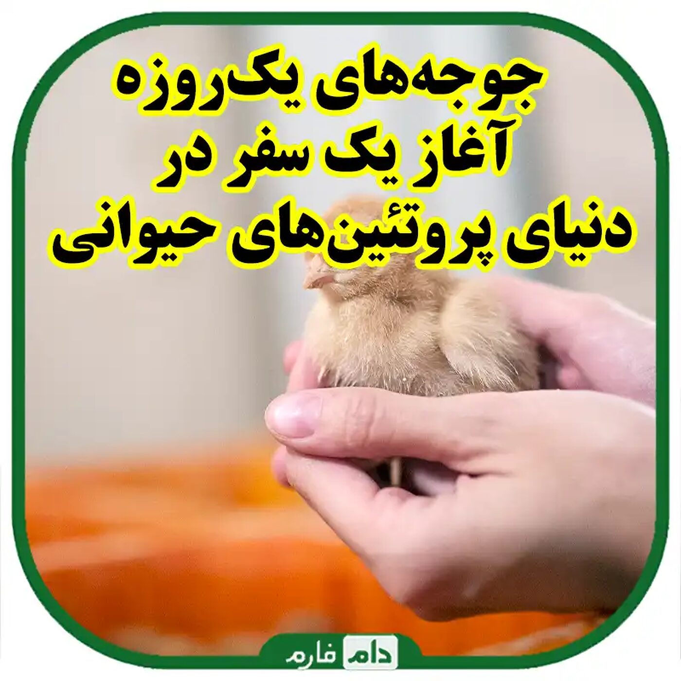 بررسی_وضعیت_کنونی_بازار_جوجه_یک‌روزه_روندها،_عوامل_و_نکات_سرمایه‌گذاری