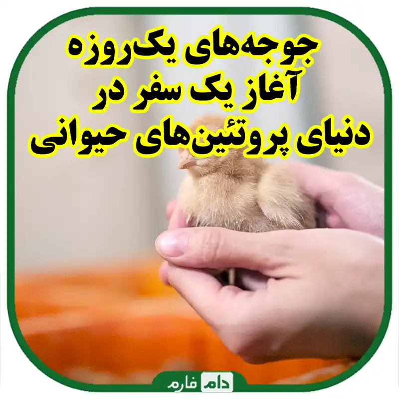 بررسی_وضعیت_کنونی_بازار_جوجه_یک‌روزه_روندها،_عوامل_و_نکات_سرمایه‌گذاری