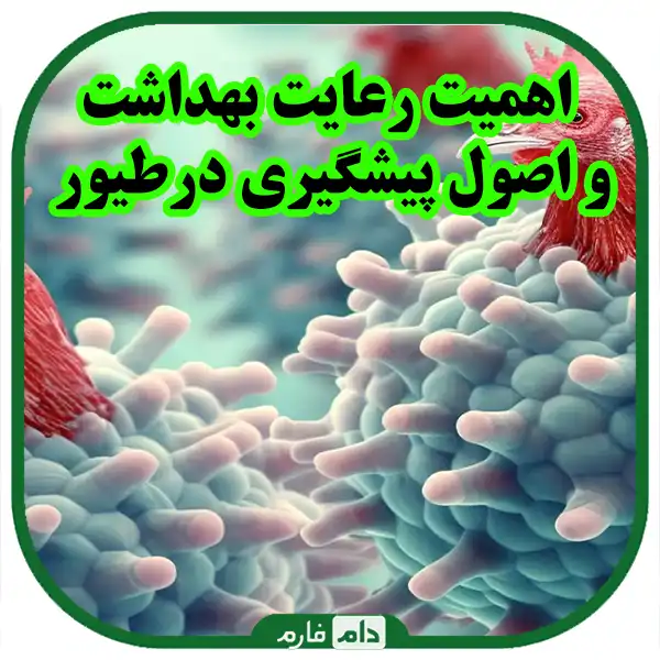 Ways-to-control-common-diseases-between-poultry-and-humans-and-concerns-about-risk-reduction