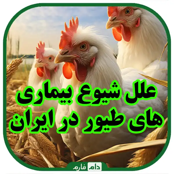 Ways-to-control-common-diseases-between-poultry-and-humans-and-concerns-about-risk-reduction