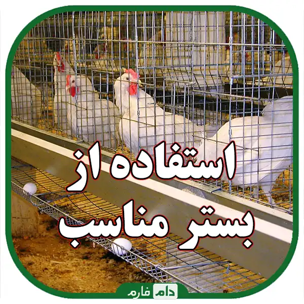 Diseases-caused-by-temperature-changes-in-day-old-chicks