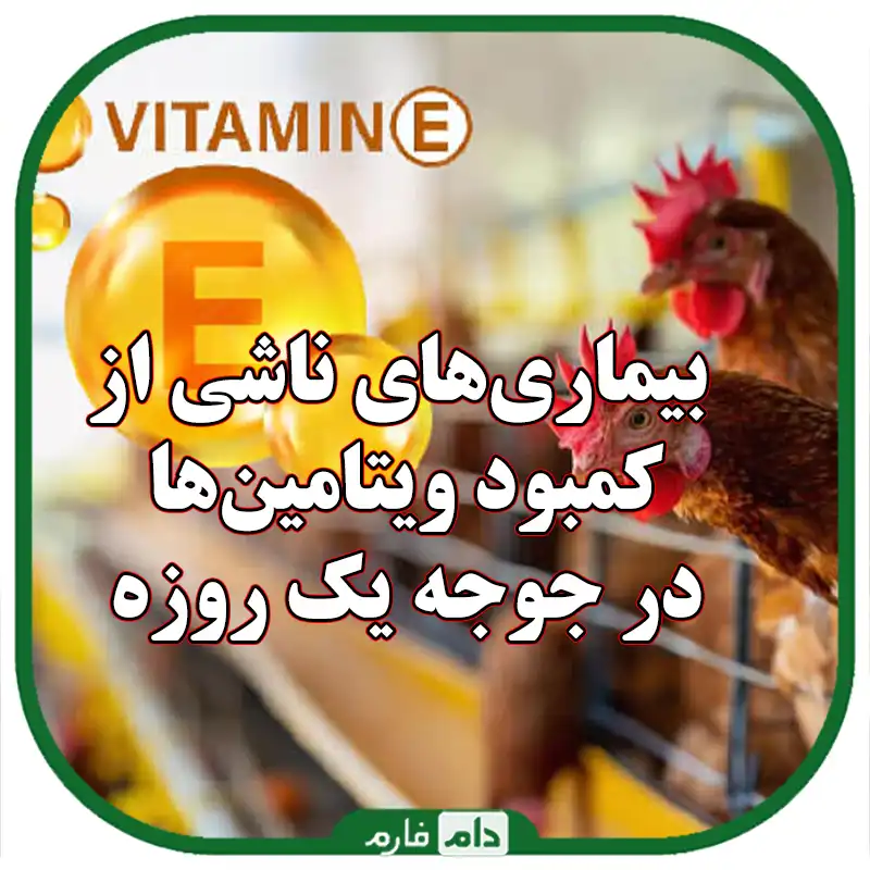 بیماری‌های_ناشی_از_کمبود_ویتامین‌ها_در_جوجه_یک_روزه