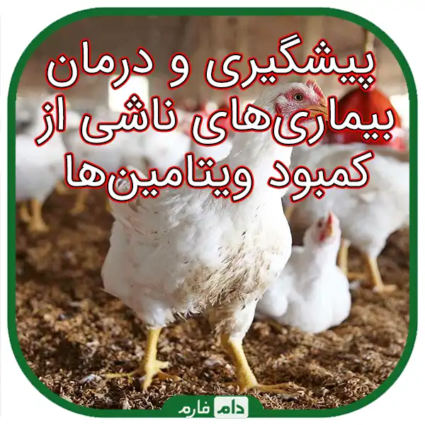 Diseases-caused-by-vitamins-in-day-old-chicks