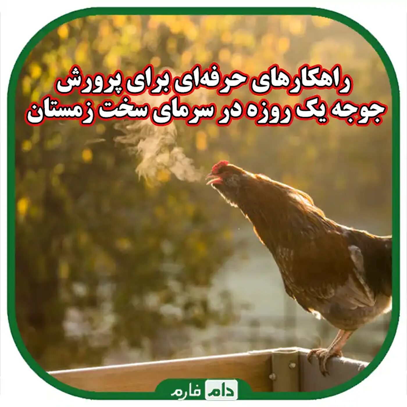 مدیریت_موفق_فارم‌های_جوجه_یک_روزه_در_مناطق_سردسیر