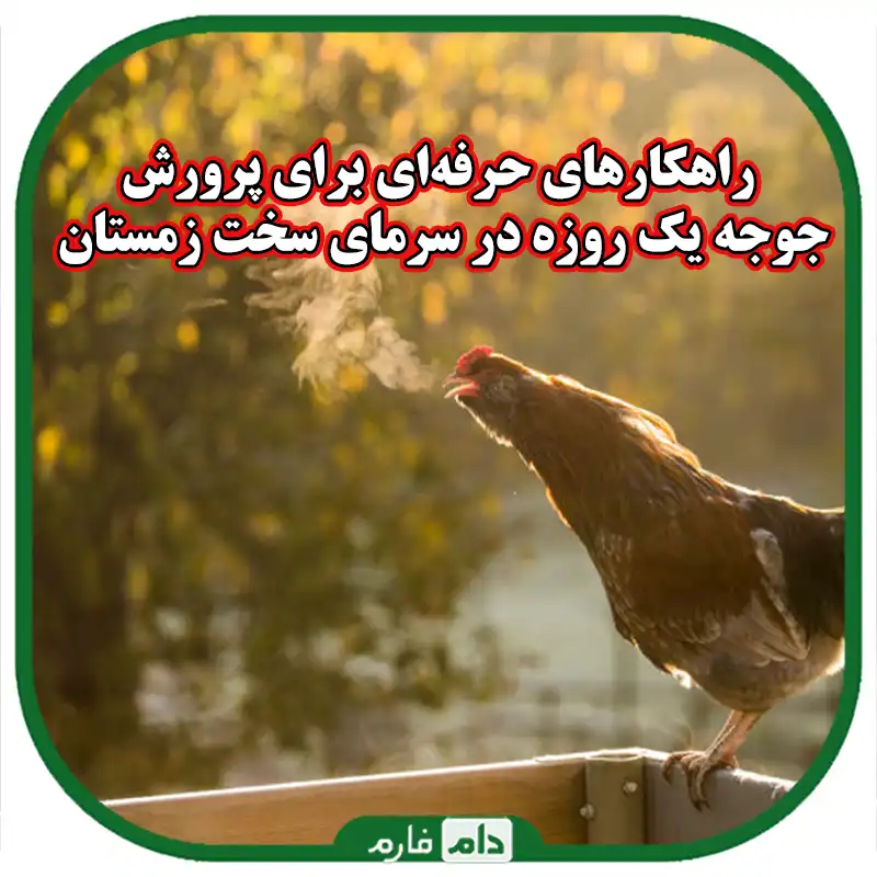 مدیریت_موفق_فارم‌های_جوجه_یک_روزه_در_مناطق_سردسیر